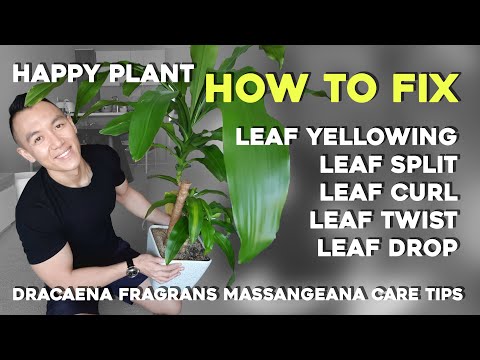 YouTube video about: Why are my plant leaves cracking?