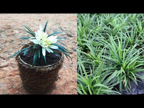 Planting DWARF MONDO PLANT | Grass propagation