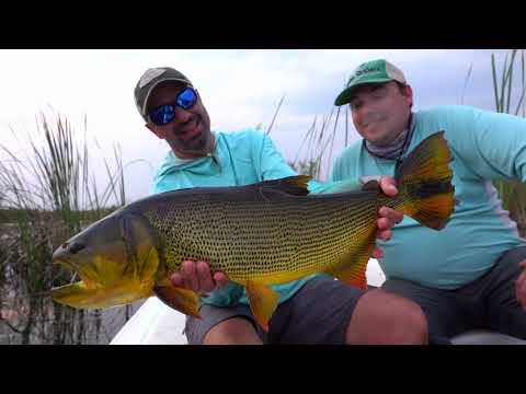 Fly Fishing the Iberá wetlands for Golden Dorado - La Alondra 'i with SET Fly Fishing