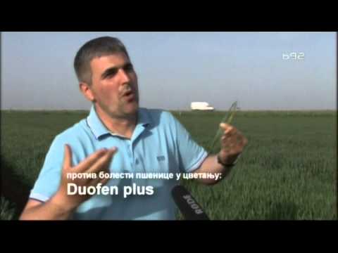 Odlican ogled psenice i aktuelna zastita