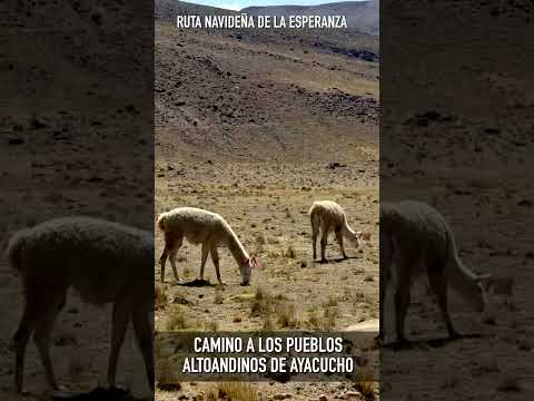 Viaje por los andes hasta Coracora las heladas alturas de Parinacochas en Ayacucho