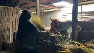 Download lagu Kegiatan Pagi di Rumah Mbah, Karena Mbah Sakit dirawat di Rumah Sakit, Jadi Nunggu Rumah Mbah  mp3