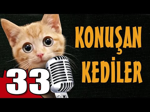 Konuşan Kediler 33 - En Komik Kedi Videoları
