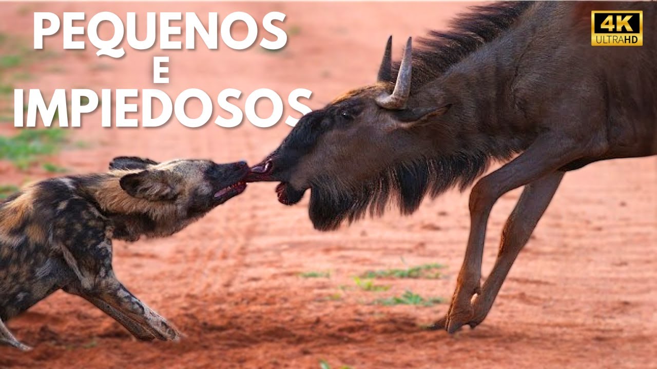 ÁFRICA - A Sobrevivência dos Pequenos Guerreiros da Savana | Documentário Animal