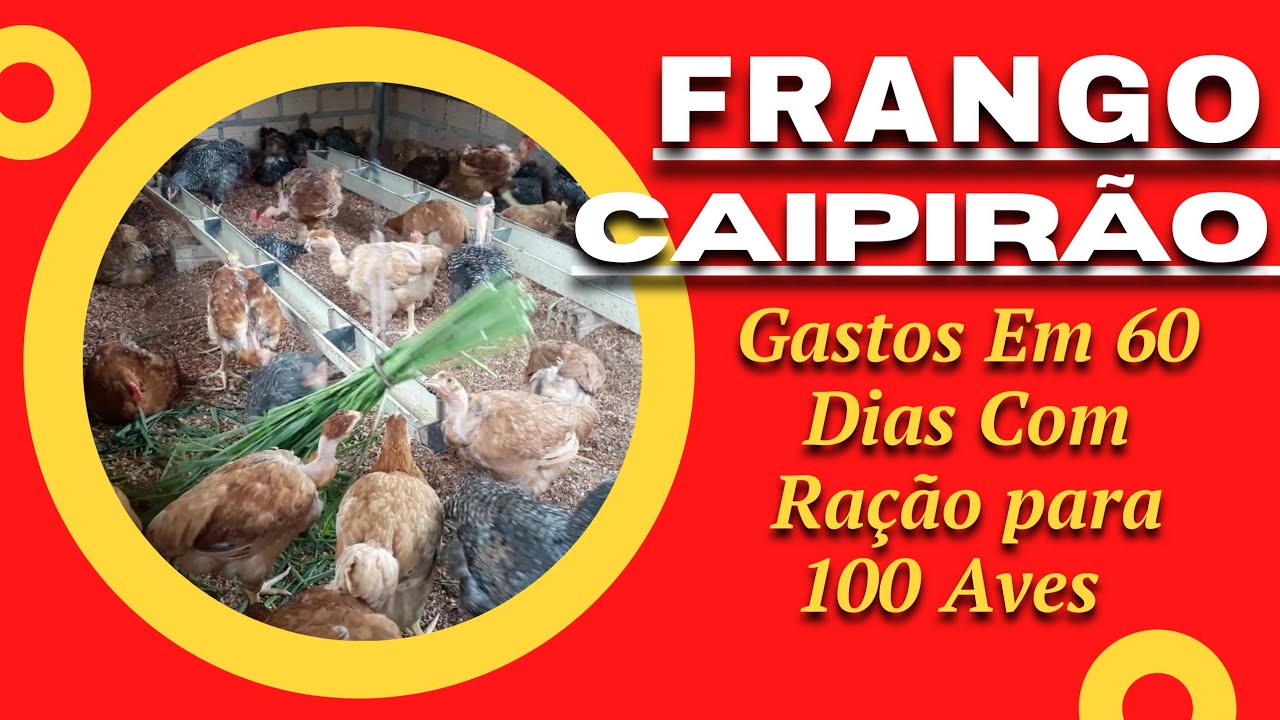 Frango Caipirão gastos em 60 dias com ração - 100 aves