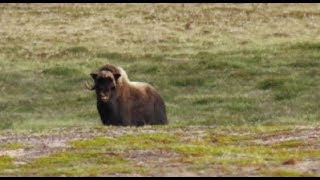 DEATH CHARGED by Musk Oxen - The Arctic Odyssey Episode 11 (Hommes Du Nord 2017) Elk - Thelon Rivers