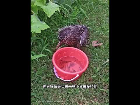 女子遇到一只奇怪的小动物，将其养大后，它却赖着不走了！ #pets #animals #寵物友善日常 #科普  #动物救助 #感人壹幕 #cute
