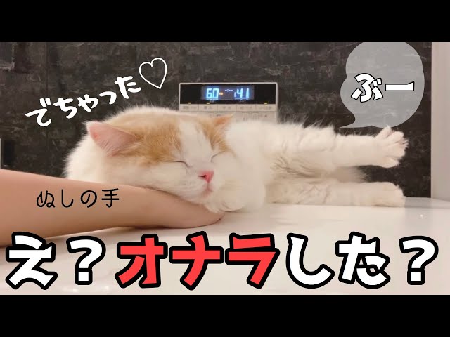 知ってました 猫はおならをする 意外と知らない猫のおなら ｒｅｏｂｌｏｇ