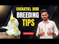 Cockatiel Bird Breeding Tips Pet S Chottu