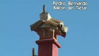 preview picture of video 'Presentación Pedro Bernardo'