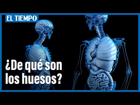 What are bones made of?