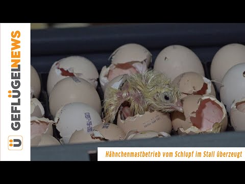 Schlupf im Stall beim Hähnchenmastbetrieb Steinz - Aus der Praxis