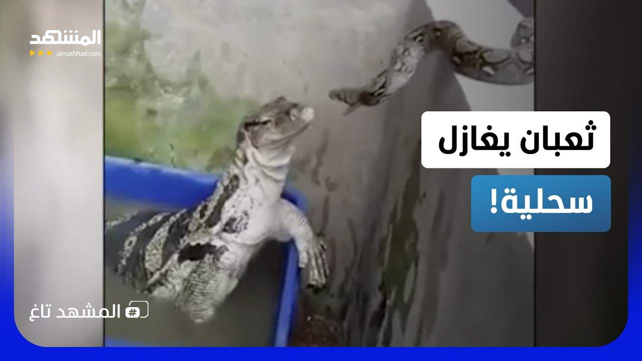 فيديو أسطوري.. ثعبان يغازل سحلية والنتيجة فاقت التوقعات  - المشهد تاغ