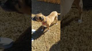 Video preview image #1 Boxer-Unknown Mix Puppy For Sale in Decatur, GA, USA
