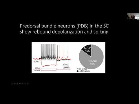 Talk: Optogenetic activation of the inhibitory nigro-collicular pathway evokes paradoxical contrala…