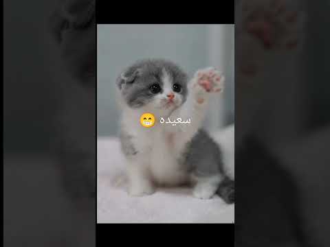@Farida.waleed1 #cat #pets #kitten #funnycats #funny