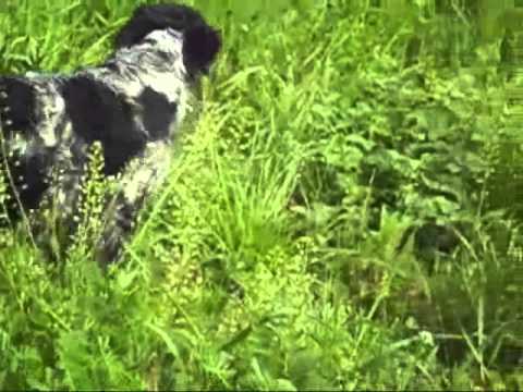Epanjel Breton Atilla 11meseci rad u polju