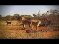 Cat Eye | Wildlife Live Stream – Greater Kruger National Park