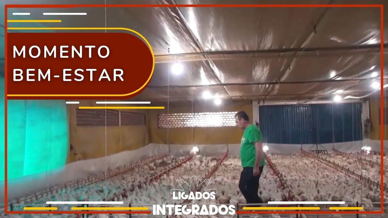 Cuidados pré-abate: qual o manejo ideal das aves? | Ligados&Integrados - 03/01/2023