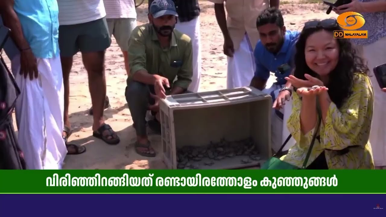 ഇരുന്നൂറോളം കടലാമക്കുഞ്ഞുങ്ങൾ തിരമാലകളെ പുൽകി തങ്?