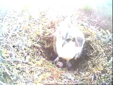 Loch Garten Ospreys 2013 - 15 April 7.46am - Odin kicks egg out of nest cup