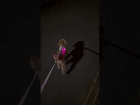 経営学科 夜の散歩テンション高いトイプードル9ヶ月 #toypoodle #puppy #トイプードル