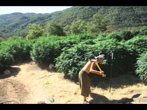 HIGH TIMES Presents: MASTER GROWER'S GUIDE