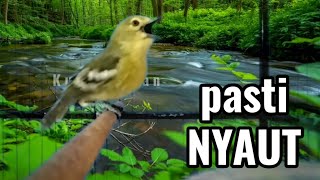 Download lagu Ga pake lama,sirtu jenis apapun pasti akan langsung Nyaut dengar pangilan sirtu ini. mp3