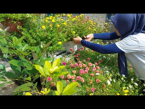 Panen bunga krokot 9 warna batang gemuk dan panjang