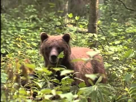 Staying Safe in Bear Country