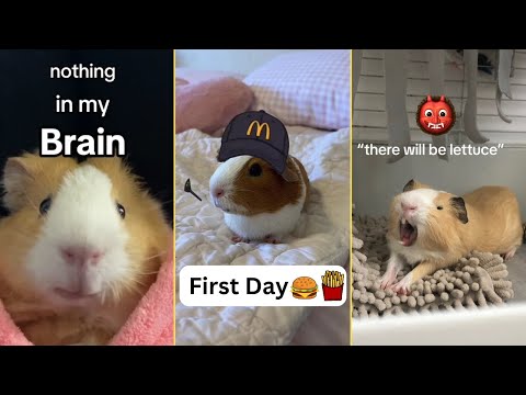 Funny Guinea Pigs - Tiktok Compilation