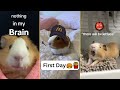 Funny Guinea Pigs Tiktok Compilation