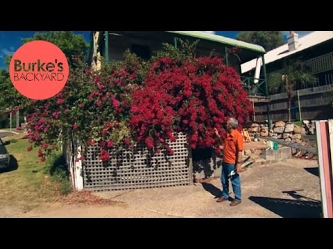 Burke's Backyard, How to Keep A Bougainvillea Flowering