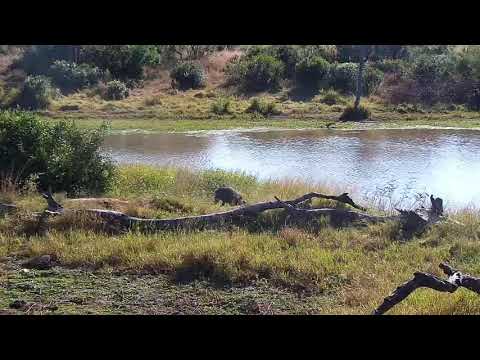 Djuma: Warthogs-two adults and one juvenile - 09:07 - 04/27/21