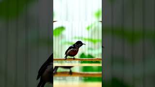 Download lagu KOLIBRI NINJA GACOR PANJANG Full Isian Mewah Cocok Untuk Pancingan Agar KONIN GACOR NGOBRA  - RK25 mp3
