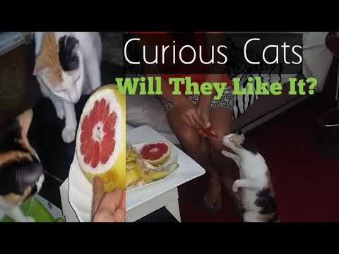 Are Cats Really toxic to Citrus?