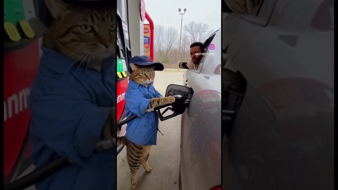 You Picked The Wrong Cat To Try! 🤣