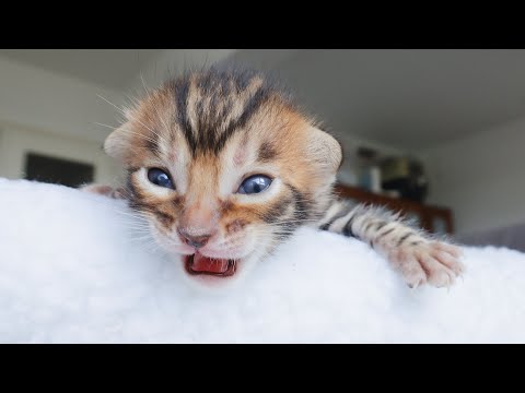 Watch These Baby Kittens Open Their Eyes for The First Time