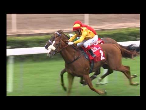 [Stewards’ Cup 2014] Side Story of 2014 Stewards' Cup