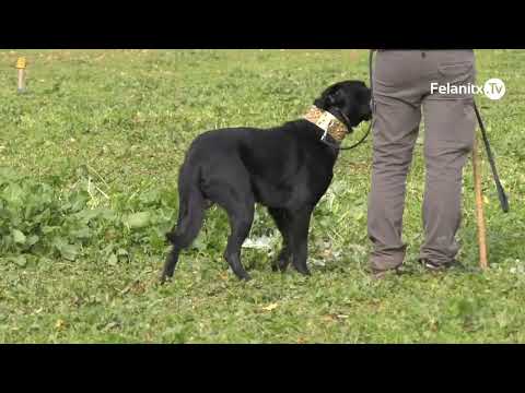 EL CA DE BESTIAR EN EL MANEIG DE LES OVELLES.
