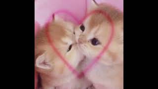 Cover art for Telepatia