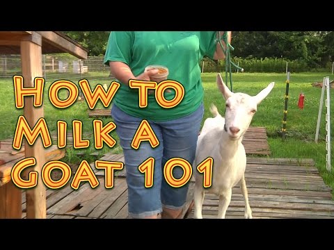 , title : 'How to Milk a Goat 101'