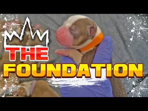 XL American Bully The Foundation Breeding | The Beginning |