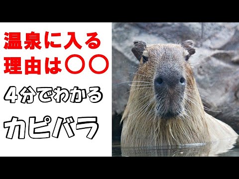 世界最大のげっ歯類