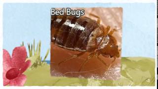 preview picture of video 'Official Pest Control Patterson CA 209-456-5665 Bed Bugs Treatment'