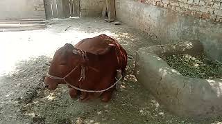 Agar dudh Se badbu Aaye ya Doodh Ka Rang change ho jaaye.