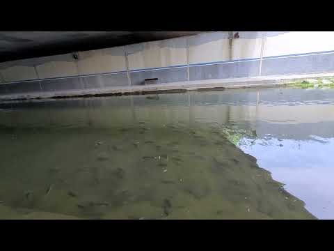 Ferrovia de alta velocidade da cidade de Holong do condado de Miaoli 3ª estrada e Xingang 3ª estrada encruzilhada saída ponte peixe