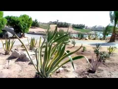 Эль Гуна. Гольф-поля и отель Steigenberger Golf Resort 5* 