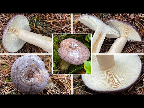 Nordischer Milchling, Nordischer Reizker, Blaureizker, Nordmilchling, Lactarius trivialis | Retrato