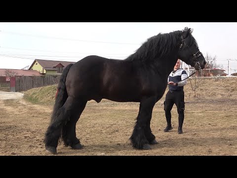 Armasarii lui George de la Bucerdea Granoasa, Alba - 2022 Nou!!!